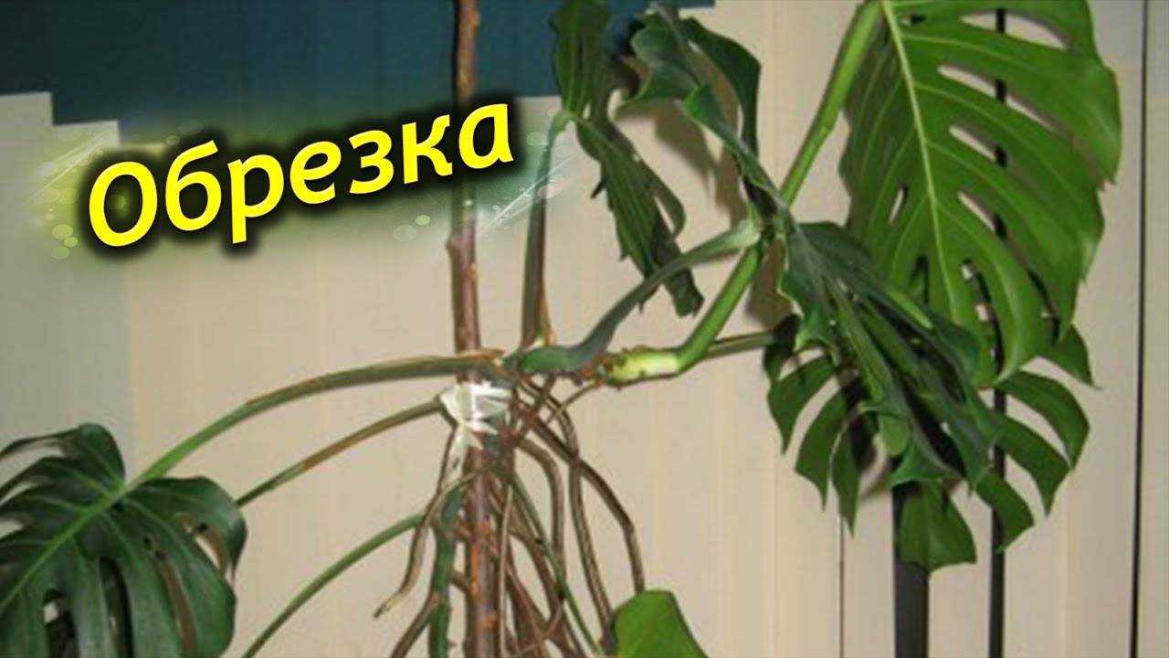Монстера домашняя: фото, описание, виды, особенности выращивания