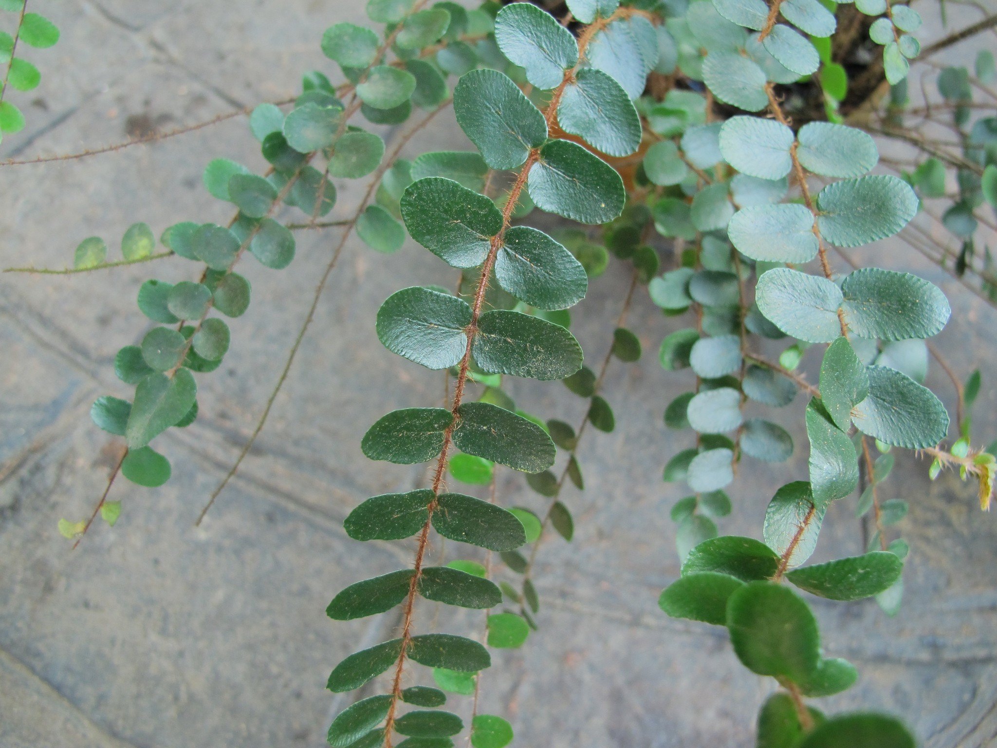 Пеллея круглолистная (pellaea rotundifolia) – папоротник для дома