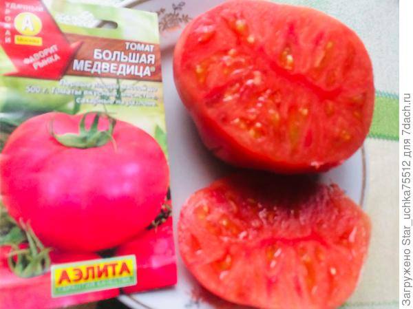 Томат большая медведица отзывы фото урожайность
