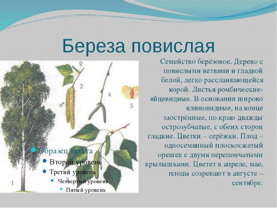Берёза повислая: описание, сорта, выращивание, посадка и уход