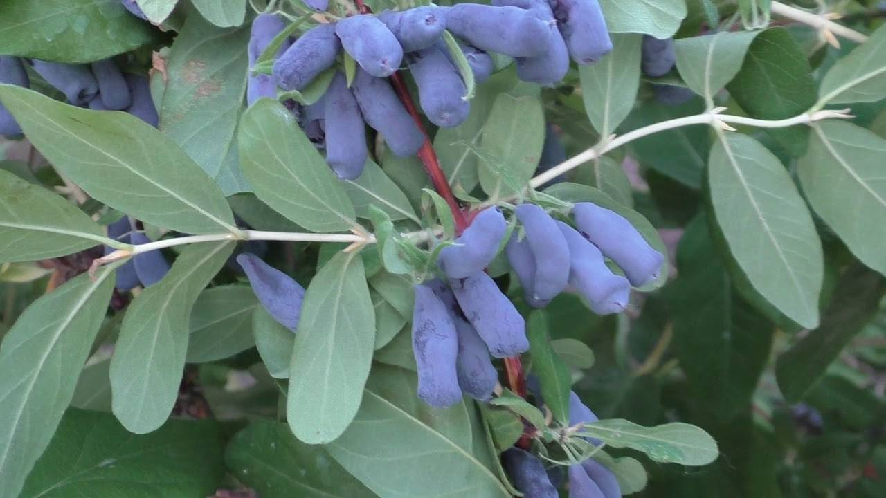 Высокопродуктивные сорта жимолости для выращивания в центрально-черноземном регионе  |  аппяпм