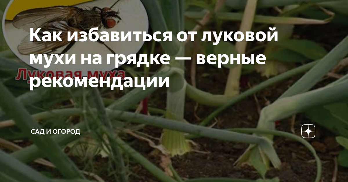 Фото луковой мухи, как выглядит и чем живет?