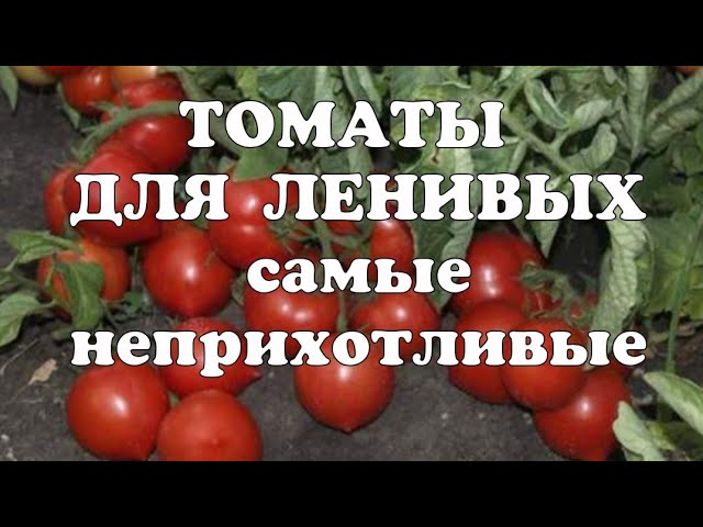 Описание томата картофельный малиновый и агротехника выращивания
