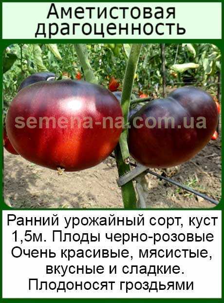 Описание сорта томата аметистовая драгоценность и его характеристики – дачные дела