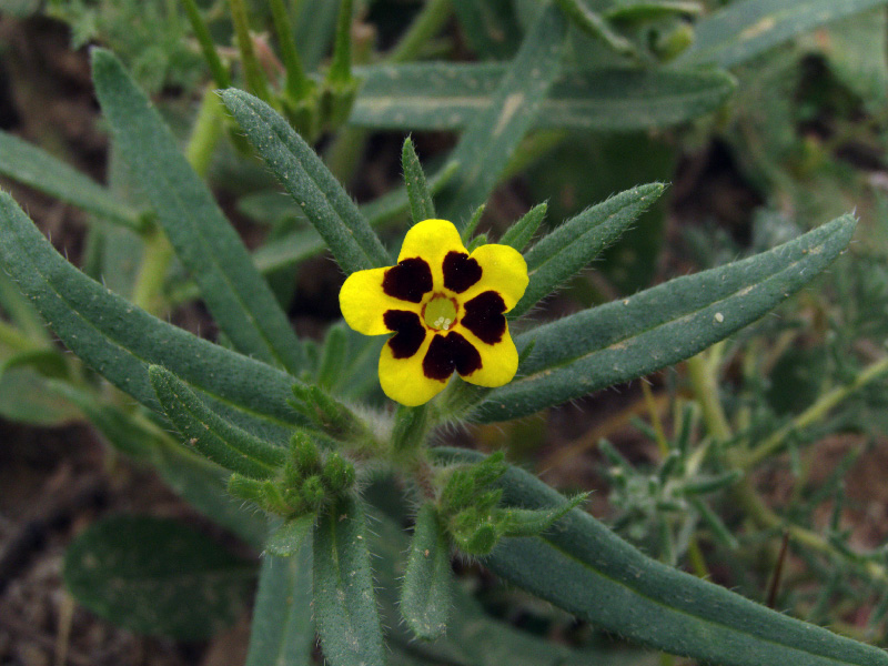 Arnebia | encyclopedia of plants 2024