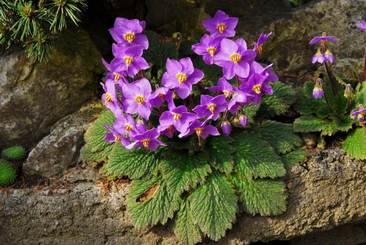 Ramonda serbica  ( ramonda ) - backyard gardener