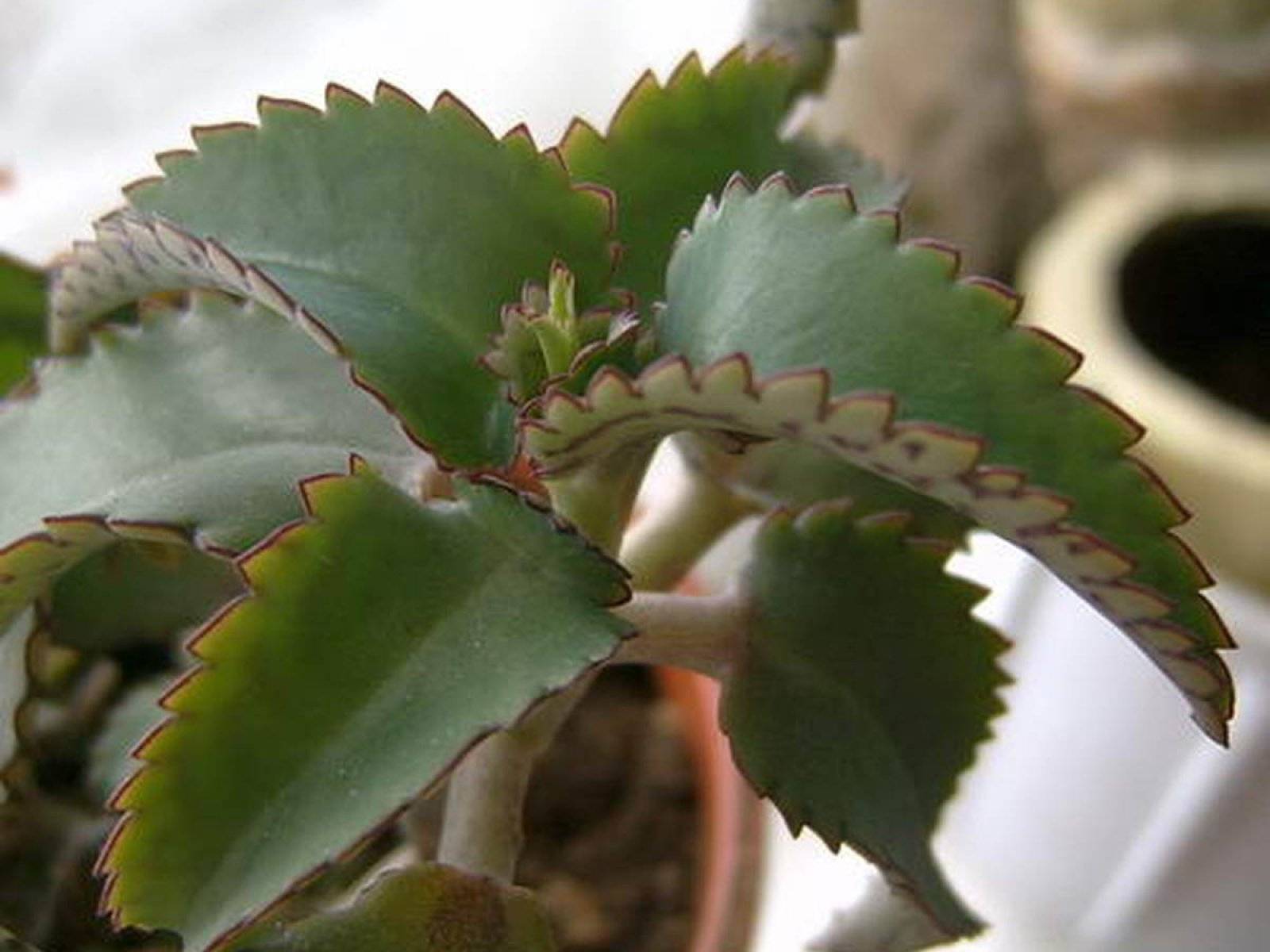 Каланхоэ (kalanchoe): уход, фото, виды