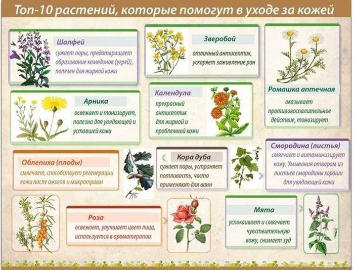 Белена черная - уход, полив, посадка, разведение