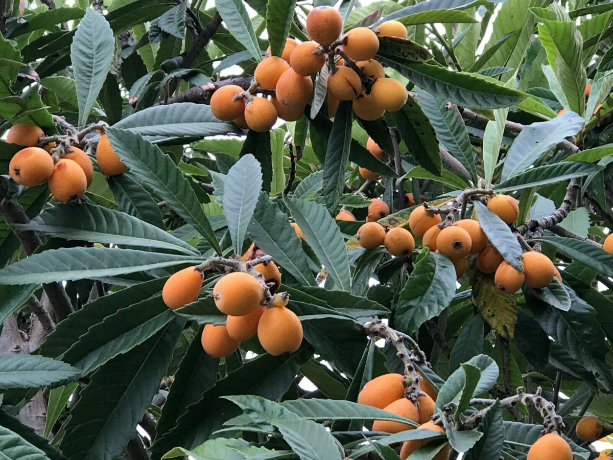 Мушмула японская (eriobotrya japonica) или пьянящая: посадка, выращивание, уход