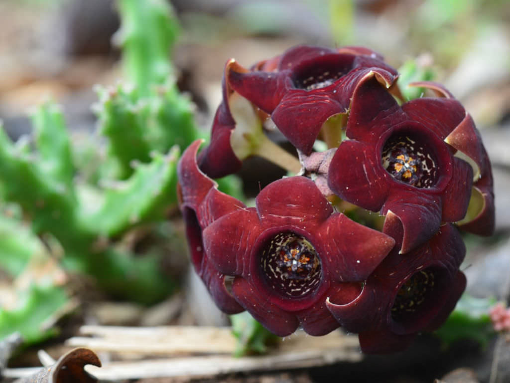 Caralluma: characteristics, care and more | cyber ​​cactus
