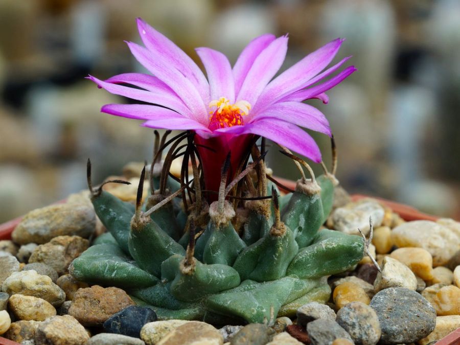Cactusgarden - р“р°р»рµсђрµсџ - р’рёрґ рєр°с‚рµрірѕсђрёрё: turbinicarpus