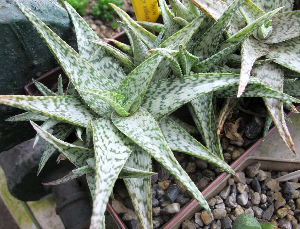 Алоэ рауха: , , — succulents by peter lapshin — сибирский процвет — школа чудопал