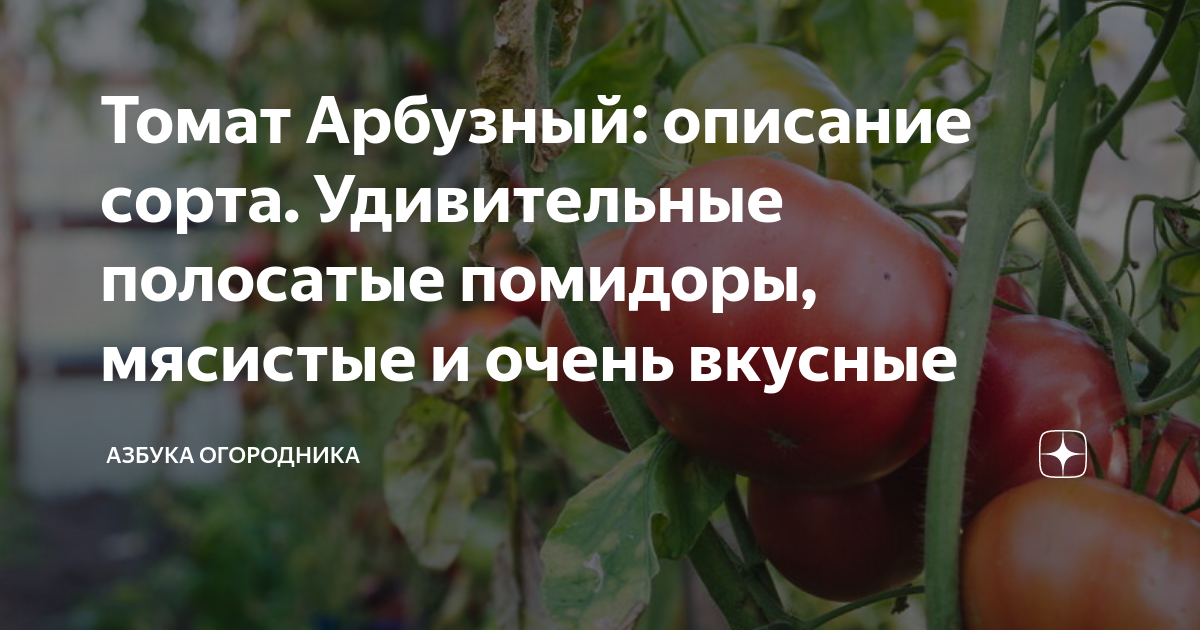 Нюансы выращивания томата арбузный и его общая характеристика