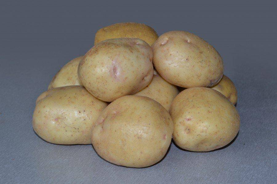 Список самых урожайных сортов картофеля