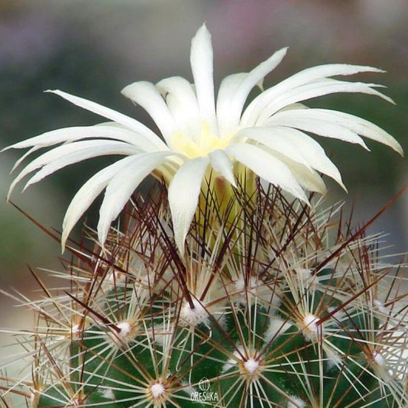How to grow coryphantha: watering, fertilizing ...