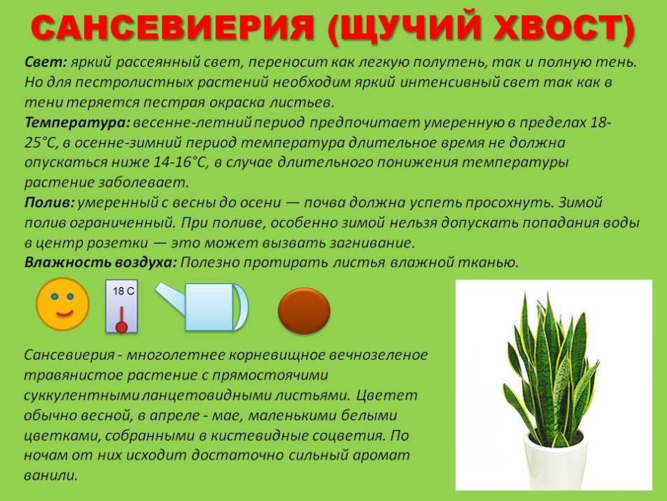 Оплисменус — оригинальный комнатный злак остянка: особенности выращивания и ухода