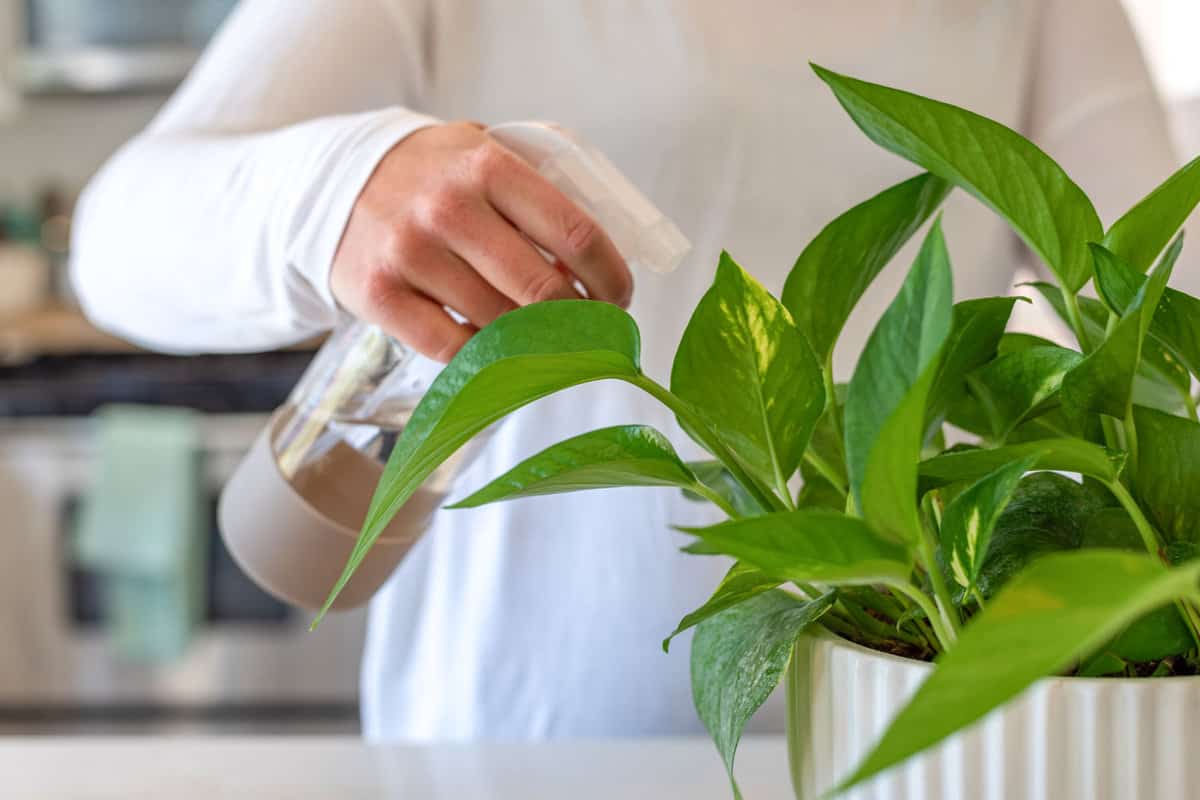 How to care for pothos plant? - plant index