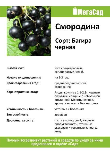 Смородина багира: описание сорта, фото, отзывы