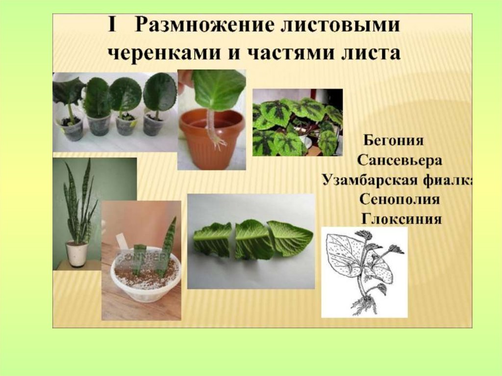 Пеперомия арбузная: уход в домашних условиях, размножение, болезни и вредители, фото цветкадача эксперт