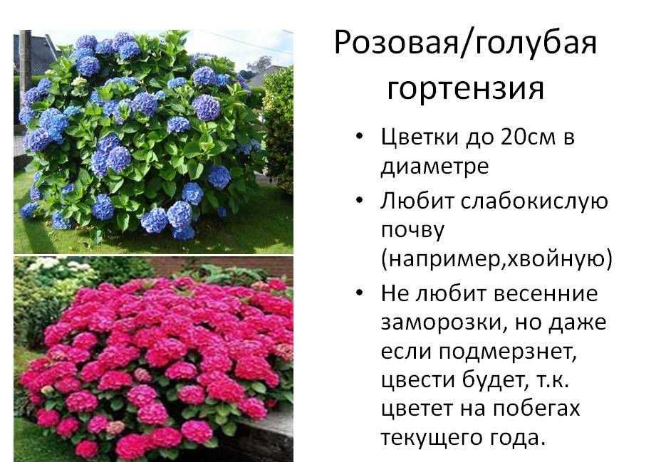 Гортензия крупнолистная - зимостойкий сорт: посадка и уход, фото, укрытие на зиму, а также почему не цветет selo.guru — интернет портал о сельском хозяйстве