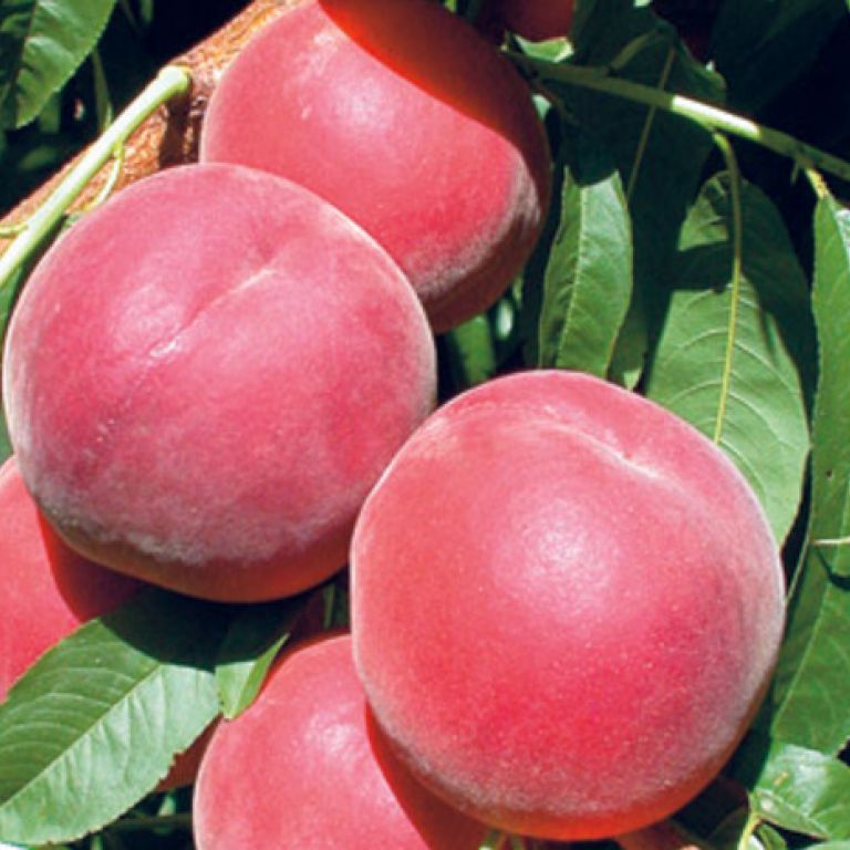 Сорт персика вавиловский описание сорта | хороший урожай🍎