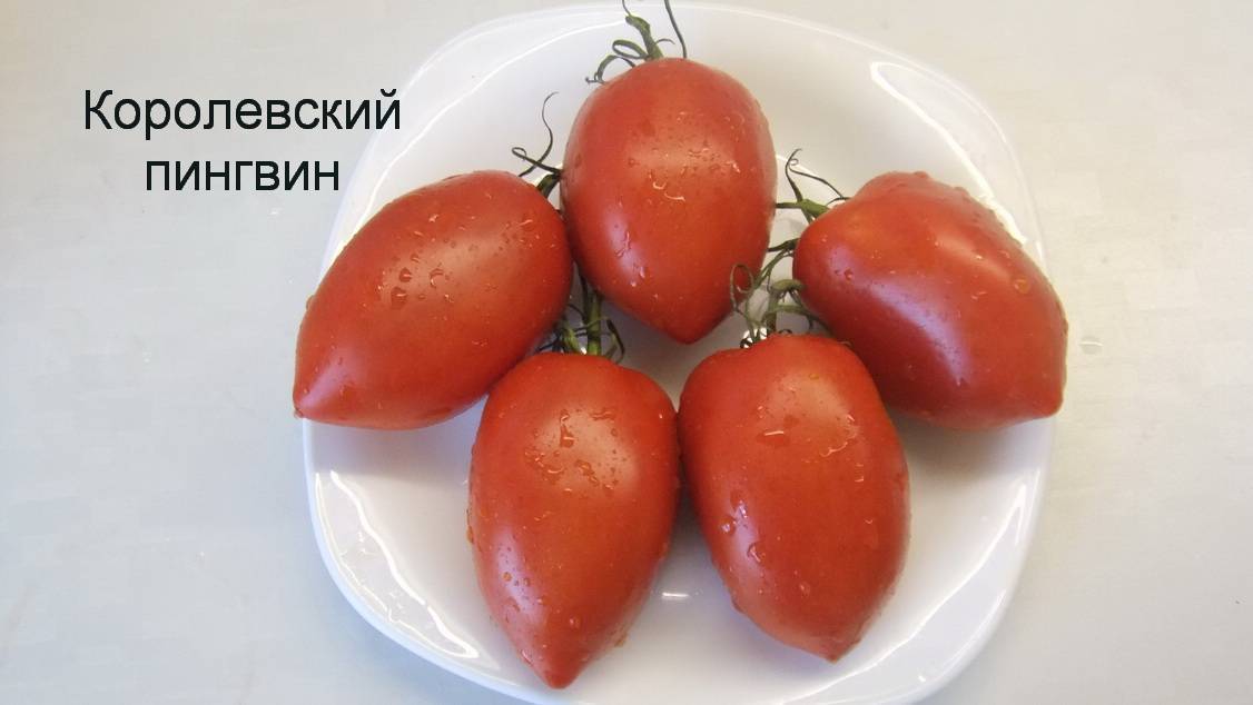 Томат королевский пингвин: характеристика и описание гибридного сорта с фото