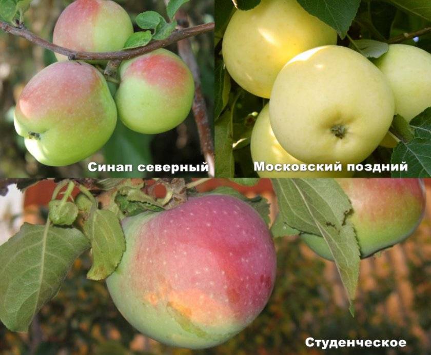 Яблоня фермер: описание, фото и отзывы садоводов