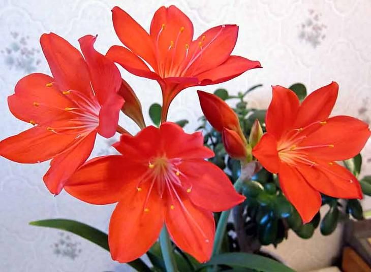 Фиолетовый амариллис, cyrtanthus elatus: выращивать, выращивать, размножаться  все о садоводстве и дизайне сада - 2024