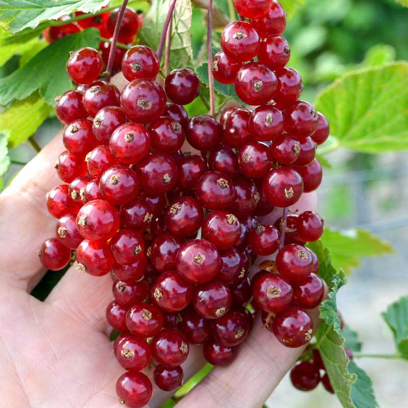 Сорт смородины голландская красная