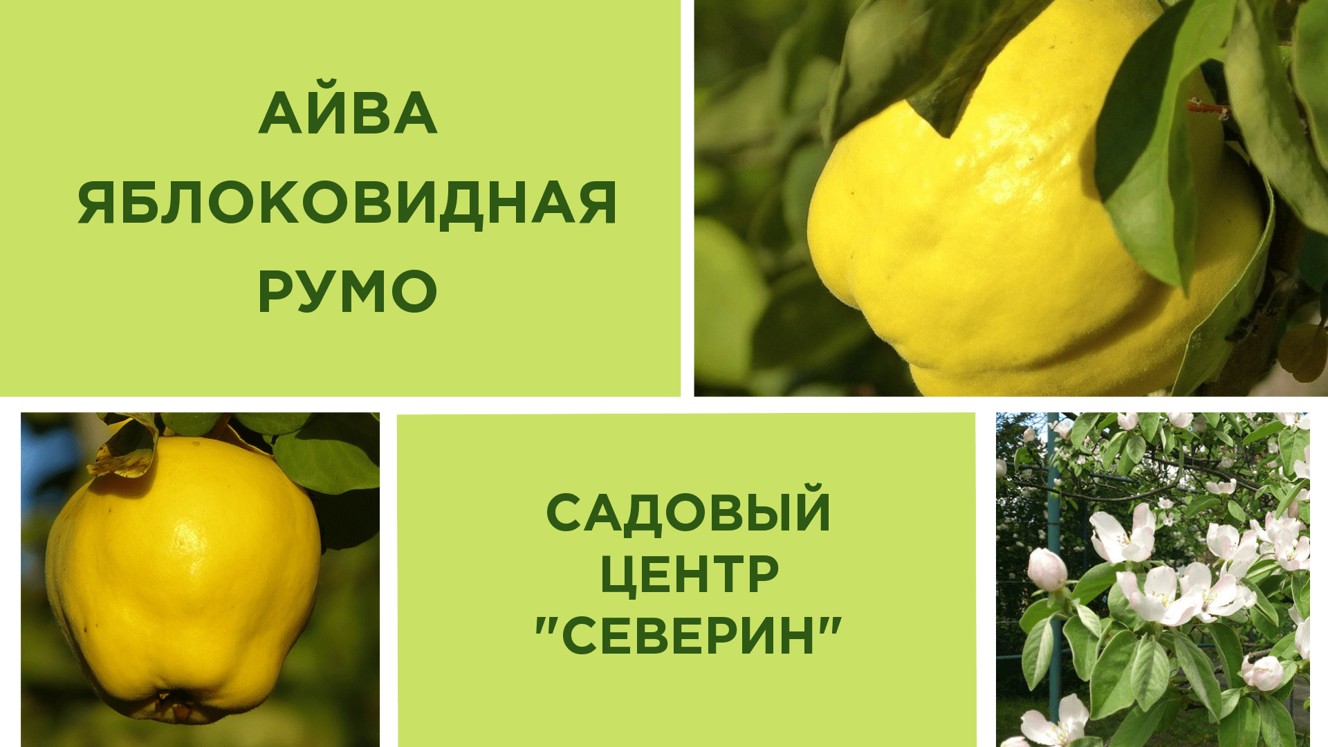 Айва румо описание сорта