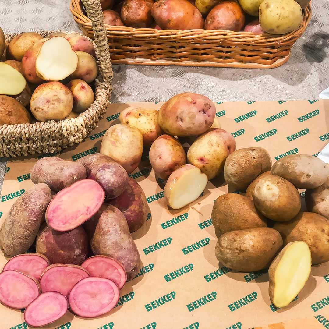Картофель агрия: описание сорта, фото и отзывы о вкусовых качествах, характеристика