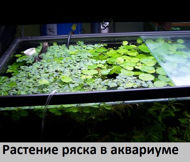 Ряска: водоросль или растение, как выглядит, описание