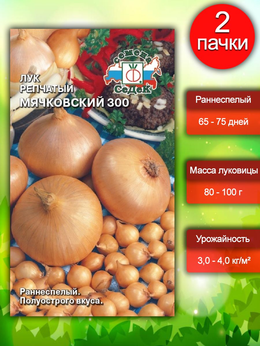 Лук мячковский: описание сорта, отзывы, фото, характеристика, достоинства и недостатки, особенности выращивания, урожайность
