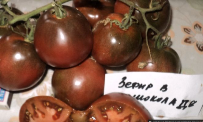 Томат зефир в шоколаде: описание сорта, отзывы, фото