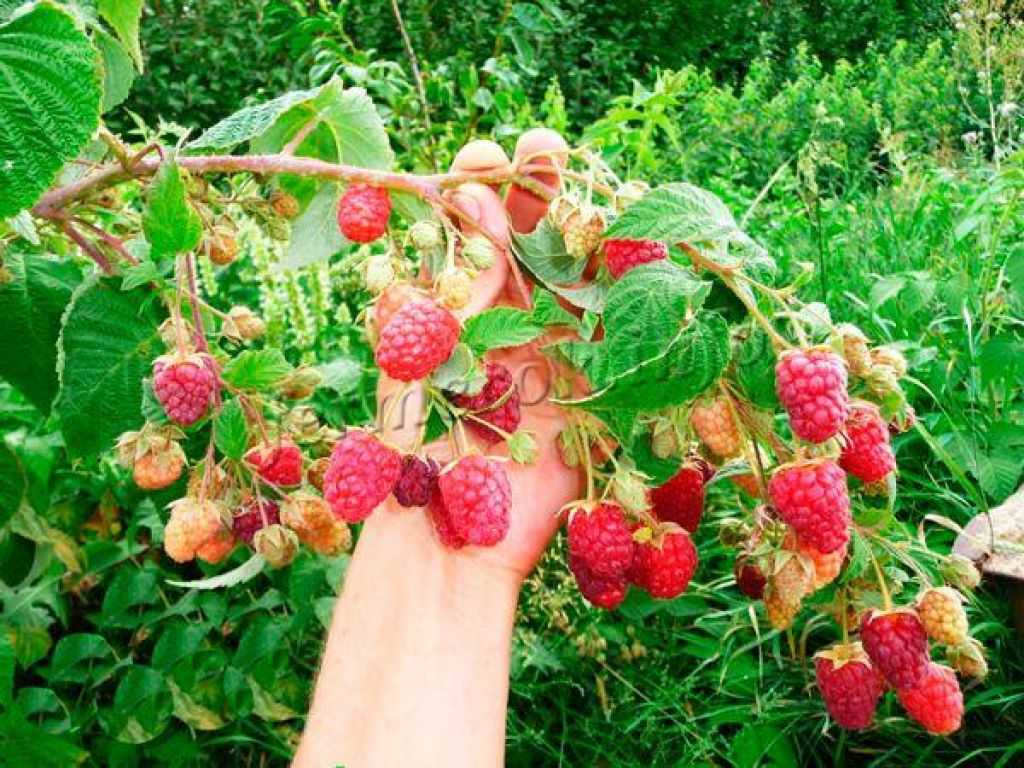 Секреты самой изобильной малины