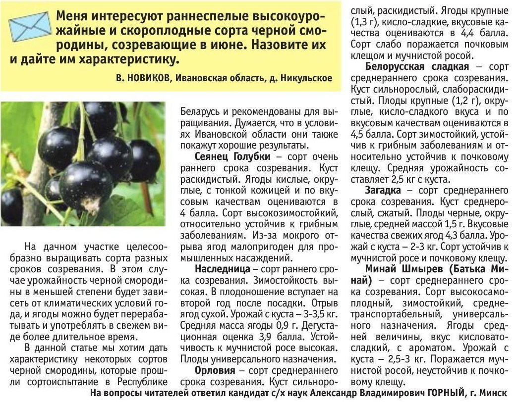 Смородина голубка: фото и описание сорта