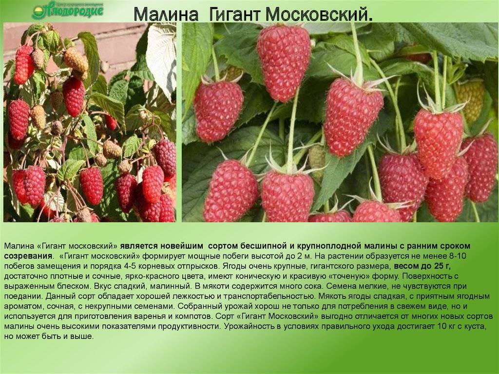 Малина мальборо - мир винограда - сайт для виноградарей и виноделов