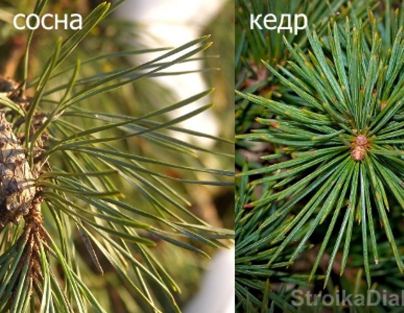 Кедр сибирская сосна. фото и описание. посадка и уход, болезни дерева. особенности выращивания