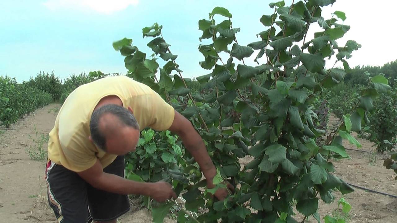 Фундук кавказ описание сорта условия выращивания | хороший урожай🍎
