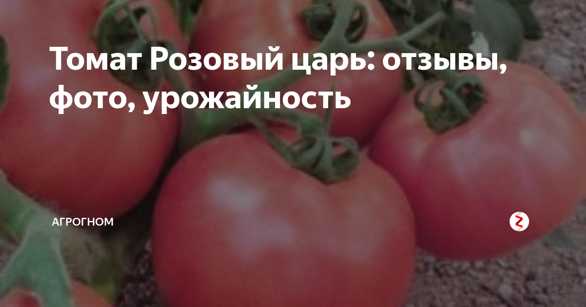 Самые лучшие сорта томатов на 2024 год сибирской селекции для теплицы и открытого грунта: ранние и низкорослые, самые урожайные, морозостойкие, устойчивые к фитофторе с фото и описанием, отзывы