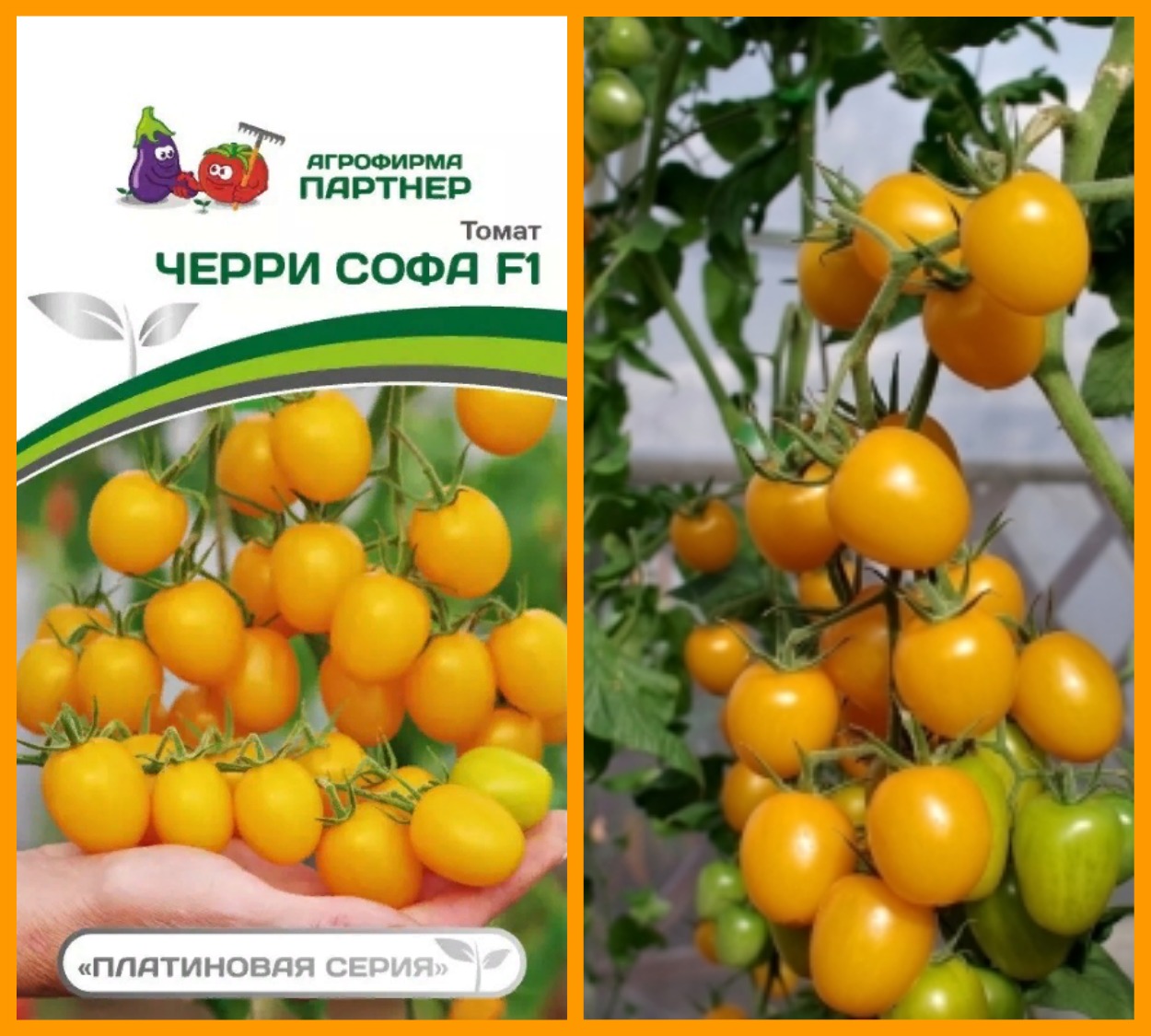 Томат софа f1: характеристика и описание сорта, отзывы огородников, фото, урожайность, высота, видео