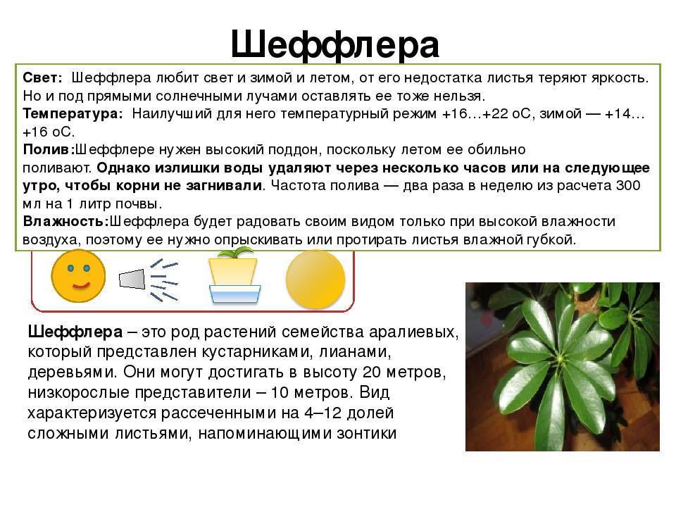 Шеффлера - растение "зонтик", уход в домашних условиях.