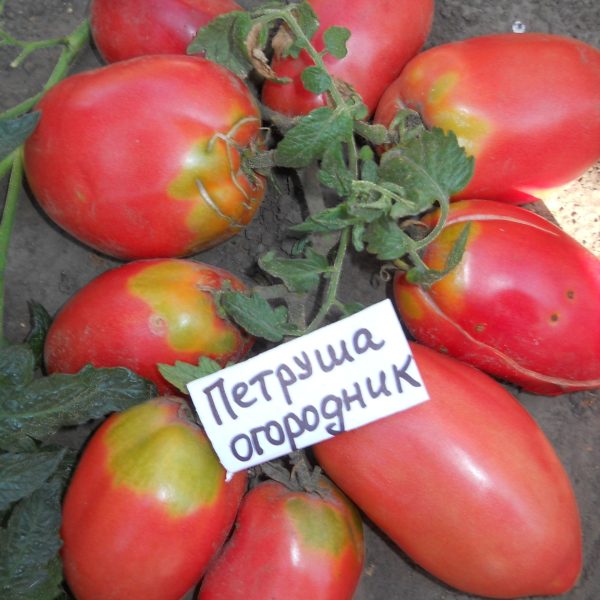 Томат петруша огородник: отзывы, фото, урожайность, описание сорта