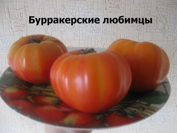 Томат бурракерские любимцы: описание сорта, характеристика, отзывы об урожайности, фото