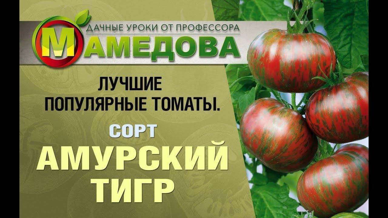 Томат “тигровый”: описание и характеристика сорта