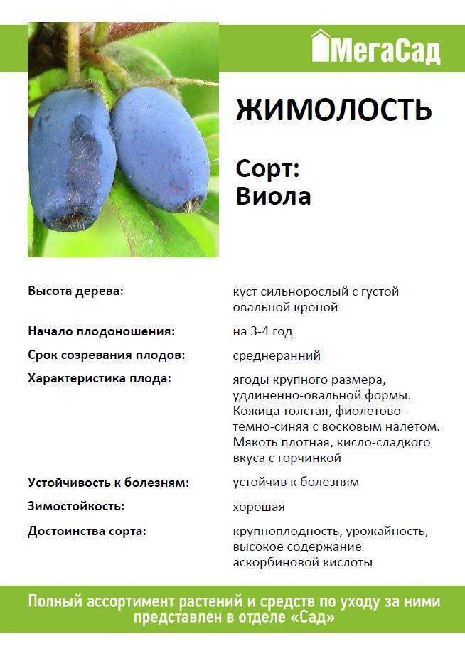 Среднеспелый сорт жимолости лазурная – множество достоинств в одном растении