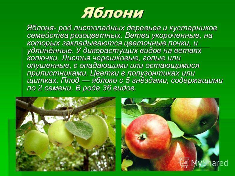 Сорт яблок памяти сикоры — быстро завоевывает популярность