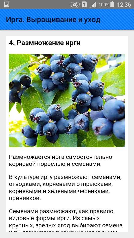 Кустарник ирга: описание и виды, полезные свойства, выращивание