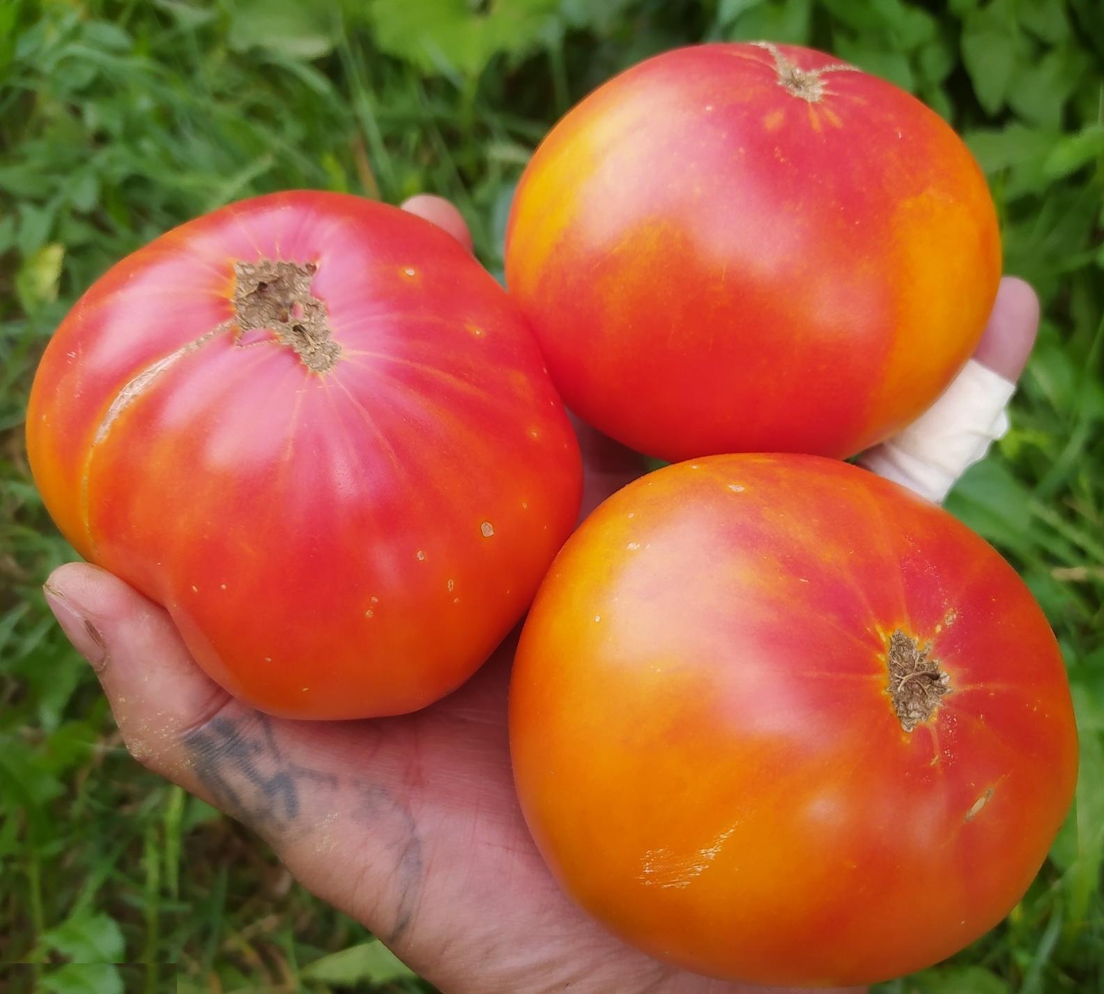 Томат исполин: описание сорта, отзывы, фото | tomatland.ru