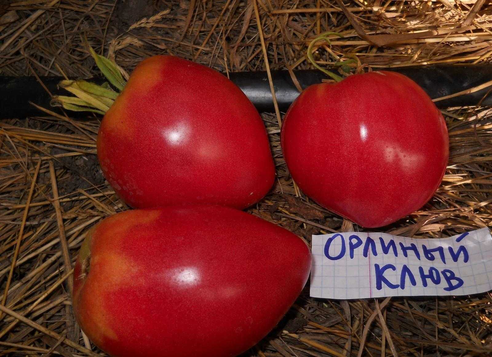 Томат орлиный клюв: отзывы + фото и характеристика сорта